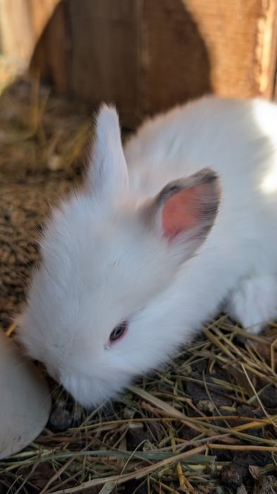 Vând iepuri de Angora !