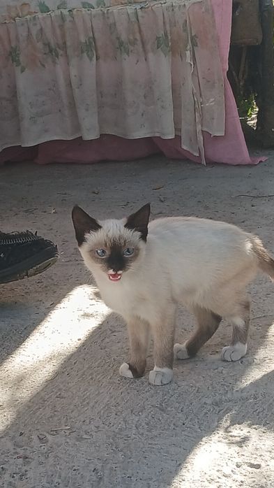 Отдам котят в добрые руки