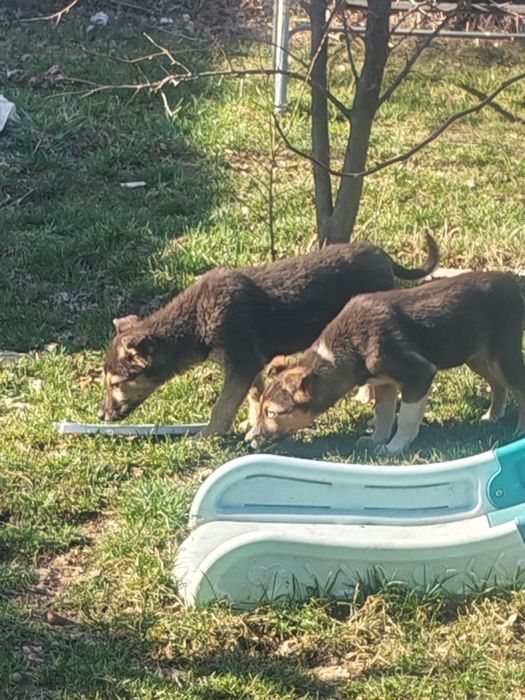 Отдам щенков в добрые руки