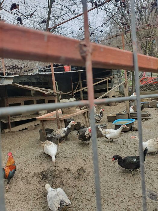 Razvad - Targoviste. Vand rate si ratoi mute, lesesti