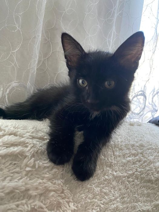 Котята срочно ищут дом