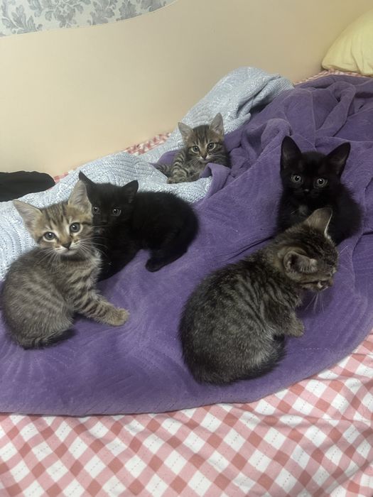 Котенок девочка 1,5 месяцев