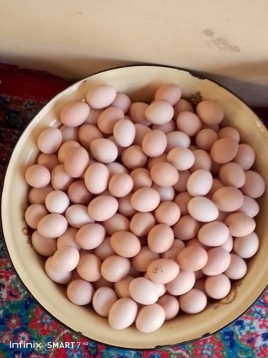 Damashni tuxum sotiladi sifati aʼlo darajada