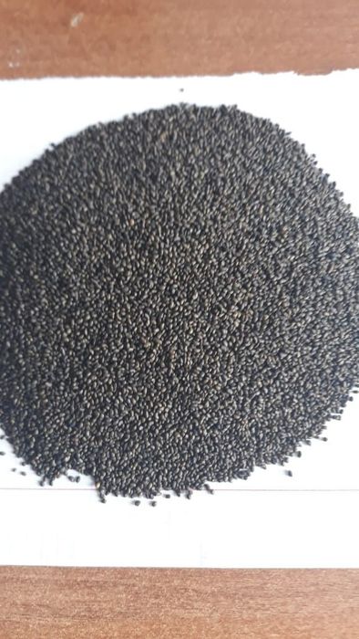 Семена клевера магниченные