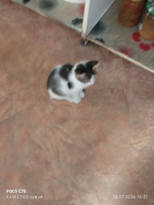 Отдам котят в хорошие руки