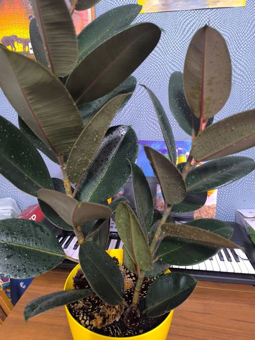 Фикус каучуканосный