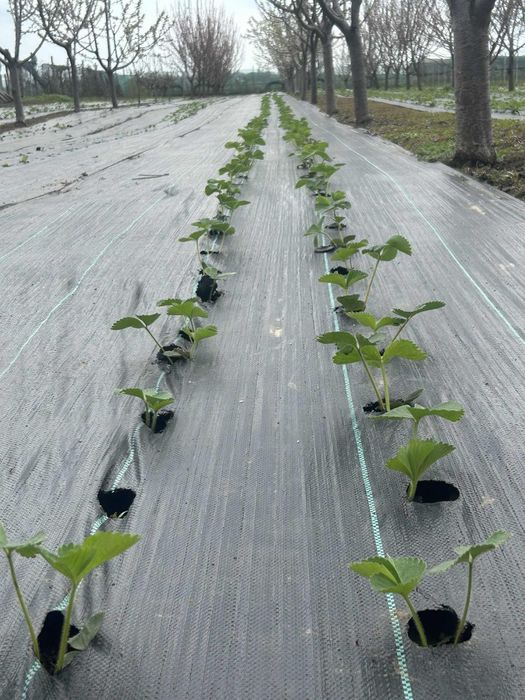 Stoloni capsuni, soiul vibrant