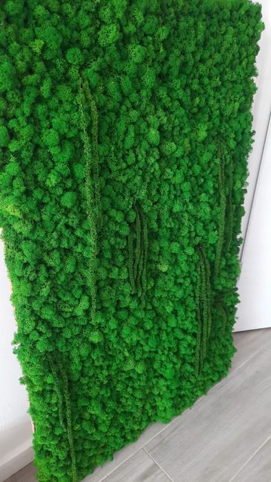 Decor licheni 30x200cm, 60x100cm