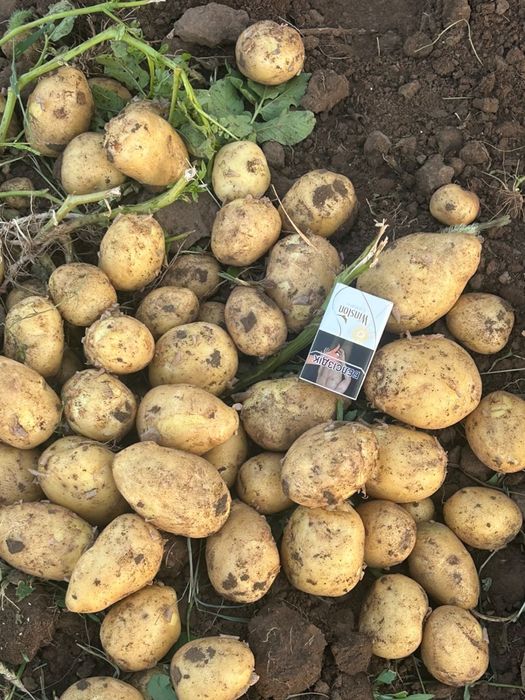 Продам картошку