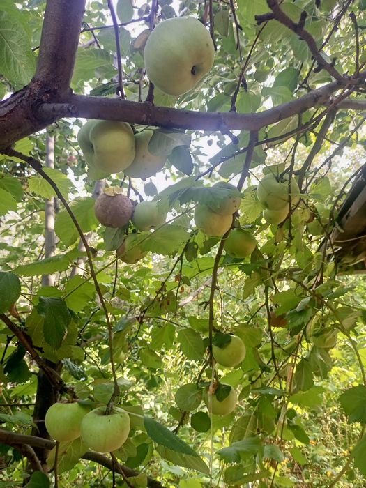 Продам дачу со мелиоратор