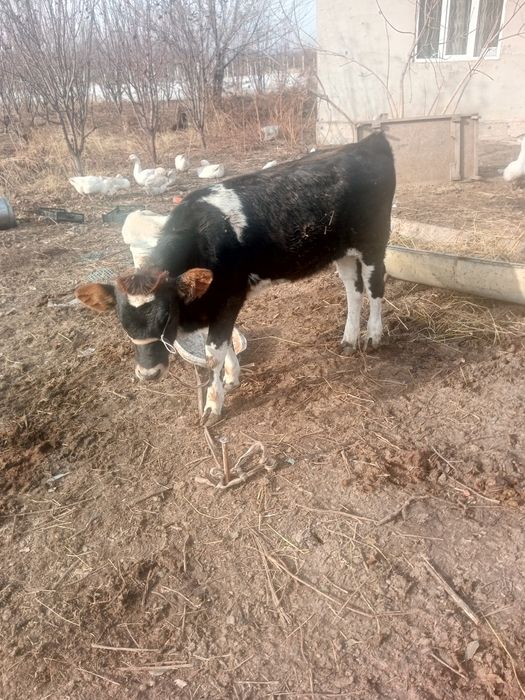 Срочно продам телку