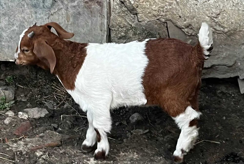 Vand iezi si tapi rasa Boer