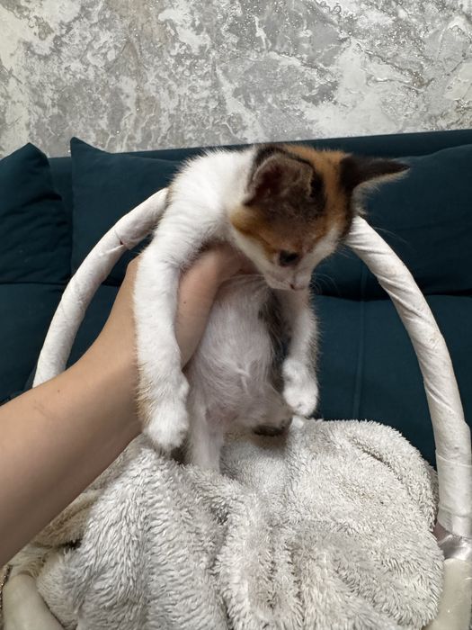 Отдам даром котят
