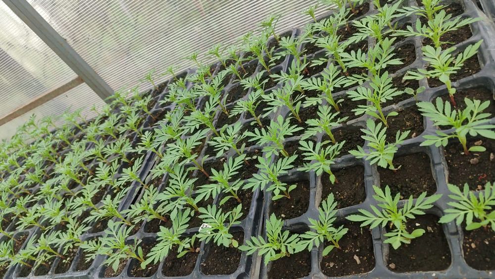Продам рассаду цветов