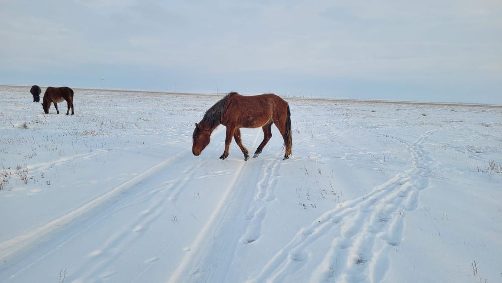 Продаю Байтал три года