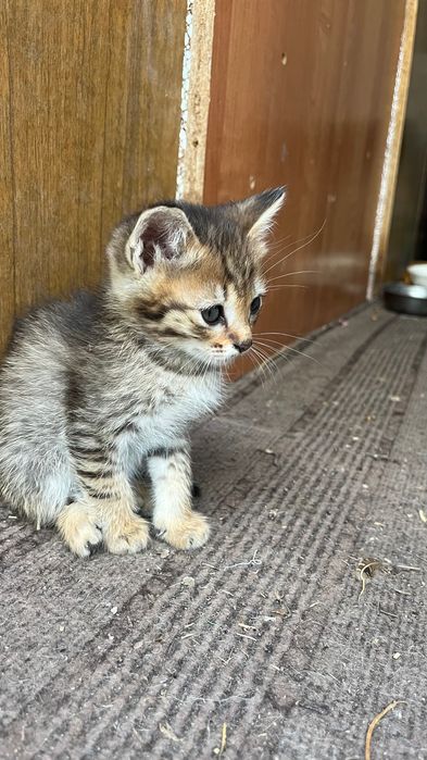 ОТдам котят в добрые руки