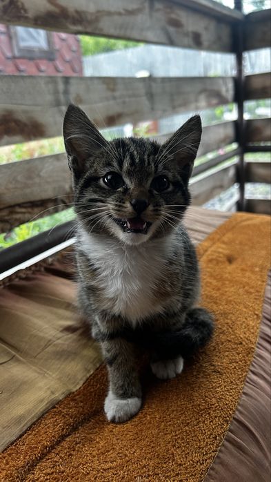 Котенок пришахтинск