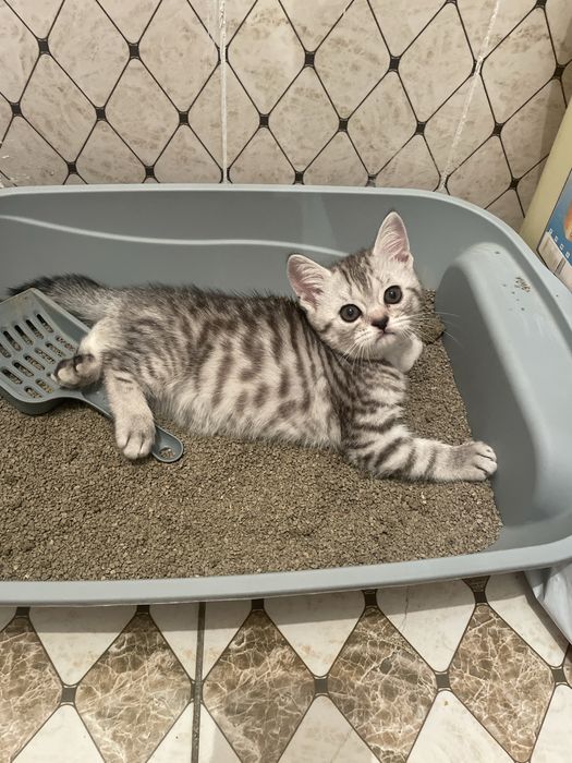 Продам Котенок скоттиш страйт