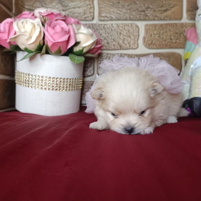 Продам щенков шпица.