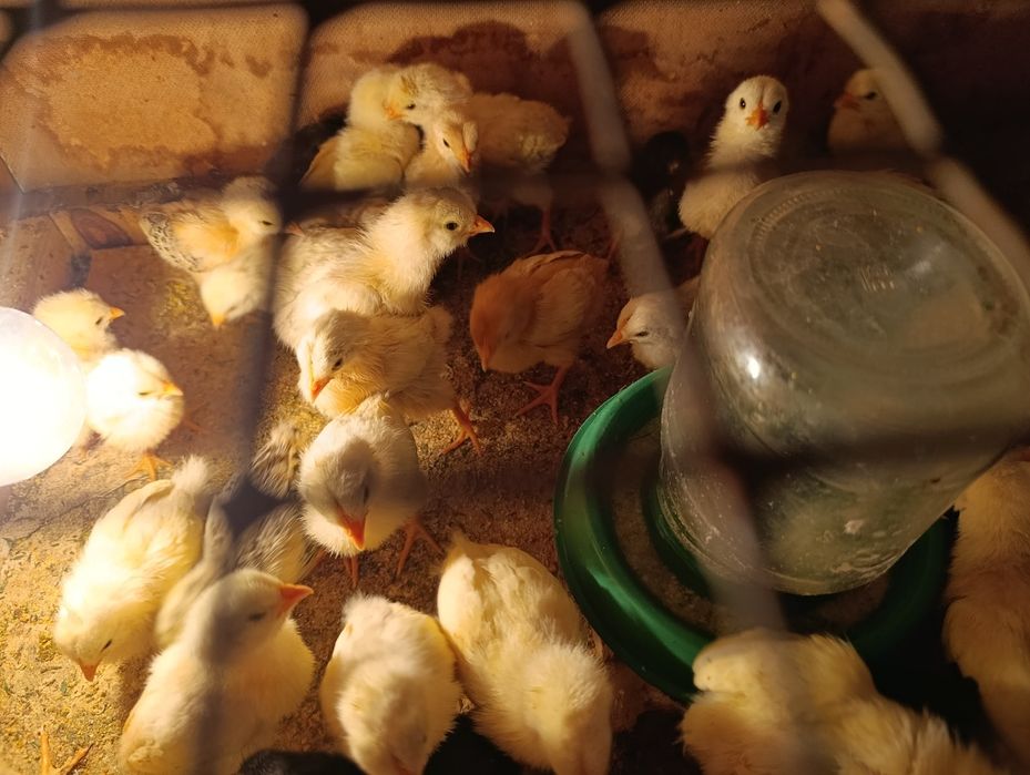 Циплята 50 шт домашние