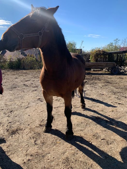 Manza de vânzare de 1 an jumate