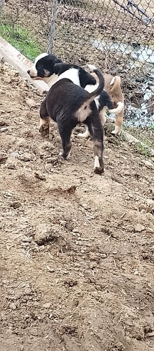 Алабай күшіктер бар