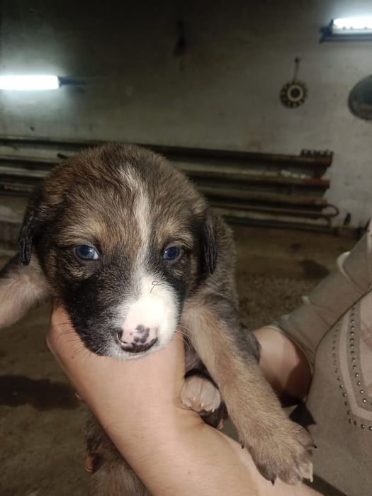 Бесплатно  щенки