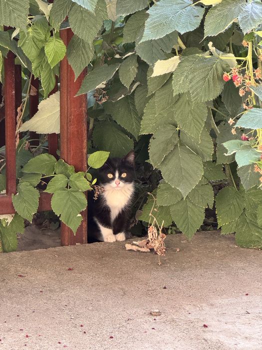 Котенок в добрые руки