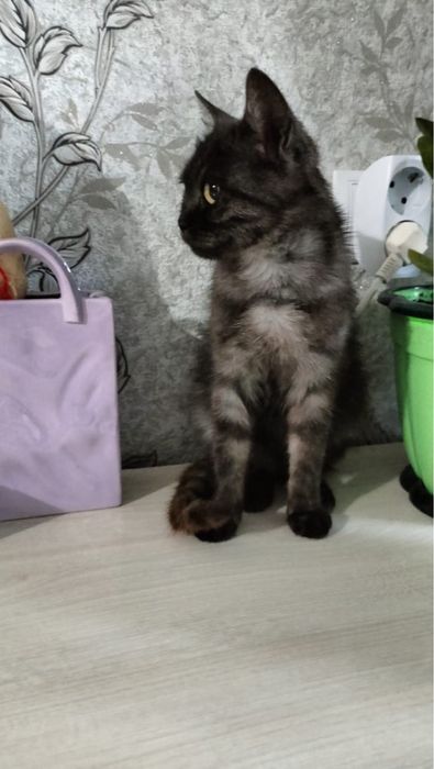 Отдам девочку в добрые руки.