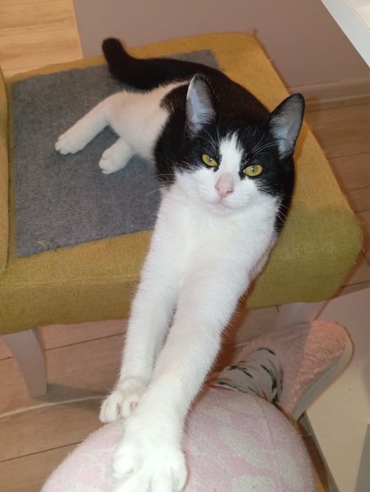 Pisicuta superba cauta famiie