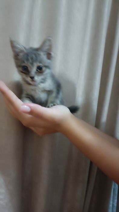 Отдам кошечку в хорошие руки