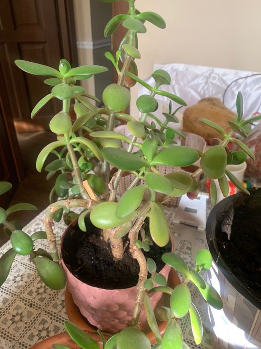 Денежное дерево Взрослое и детки