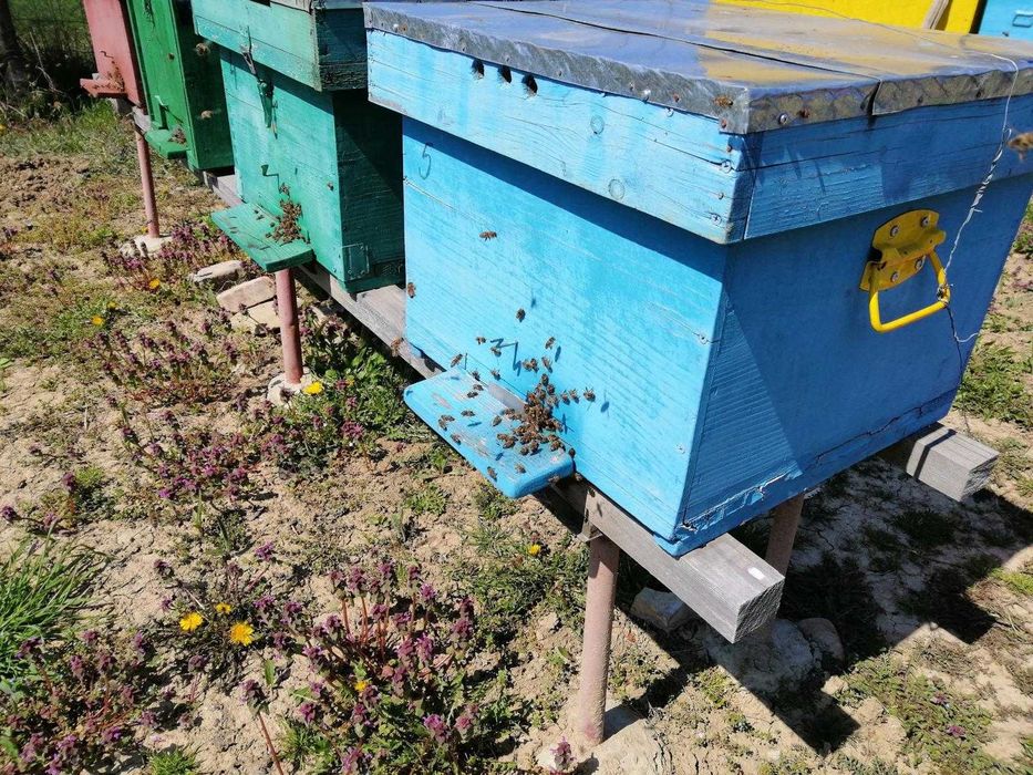 Roiuri de albine sanatoase