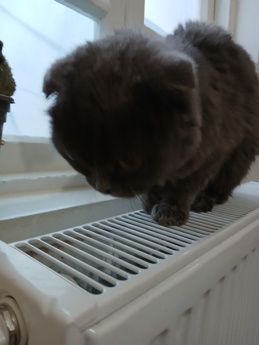 Skotish fold zotlik mushuk