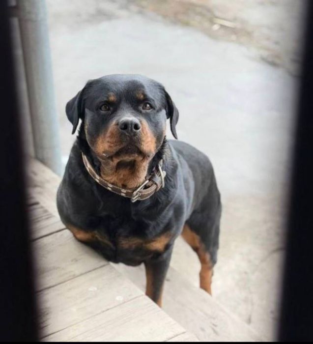 Продаются щенки ротвейлера, породистые