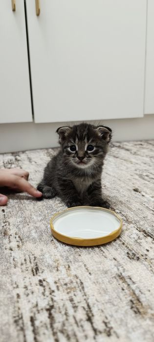 Котенок девочка 1,5 мес