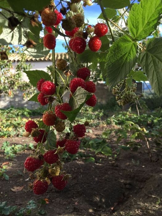 Butasi de catina, zmeura, mur, Cires Galben/pomi si arbusti fructiferi
