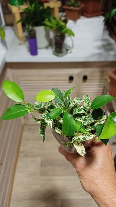 Фикус Бенджамина Сахара