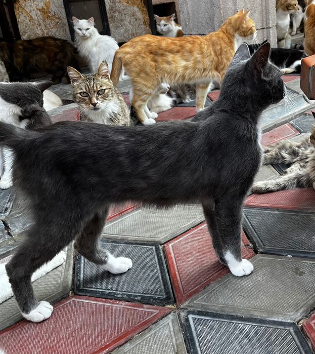 САМАЯ ласковая кошечка на свете!