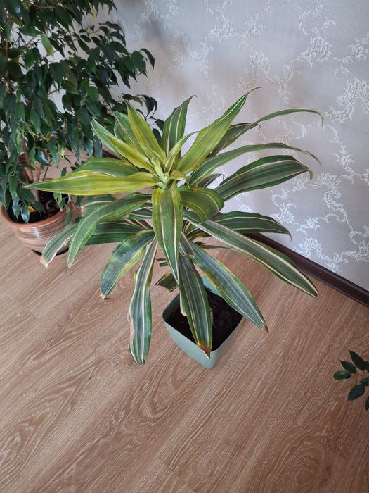 Комнатные растения