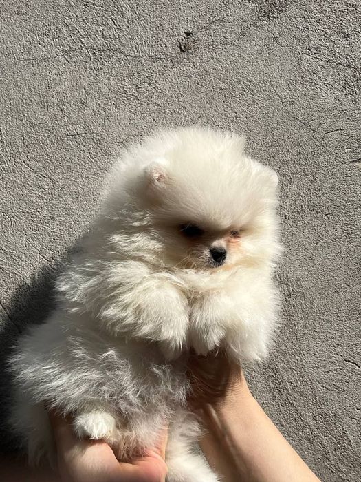 Клубные щенки шпица