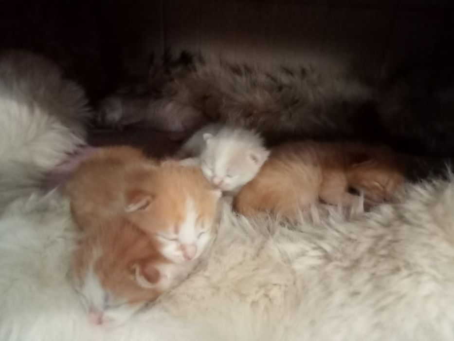 Отдам катят в хорошие руки