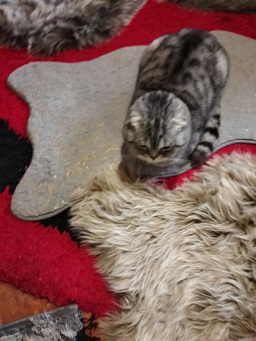 Vind pisică de rasă Schorchio fold foarte frumoasă