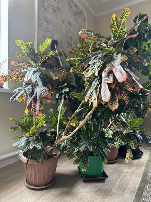 Растения для офиса и дома