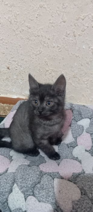 Мушукча сотилади