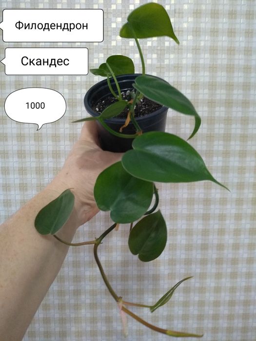 Продам Эпипремнум, Сциндапсус