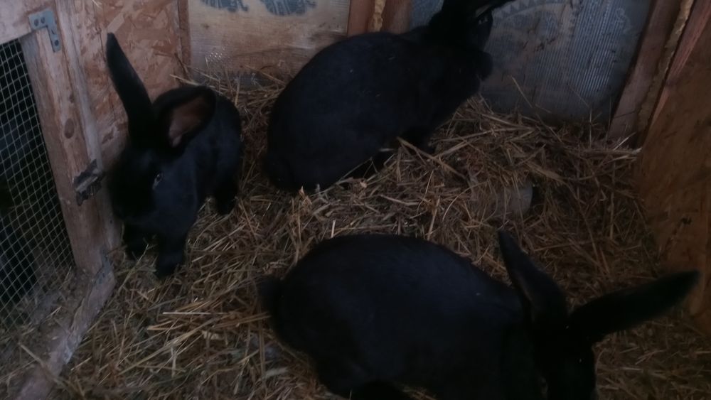 Vind iepuroice negre