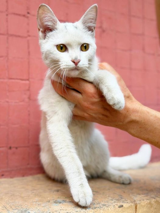 Отдадим котенка в хорошие руки