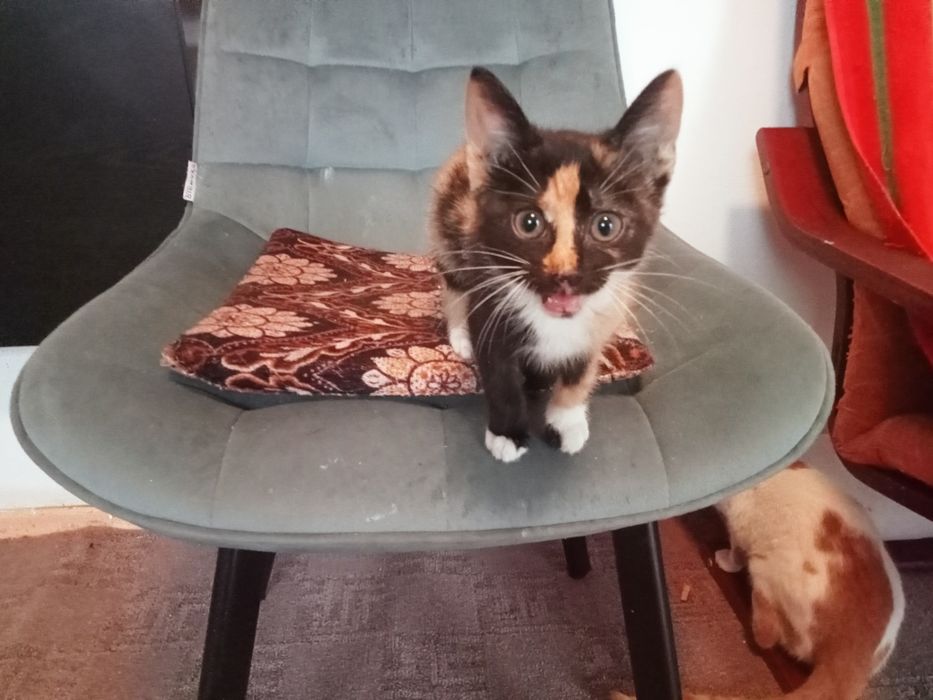 Pisicuta și motanel