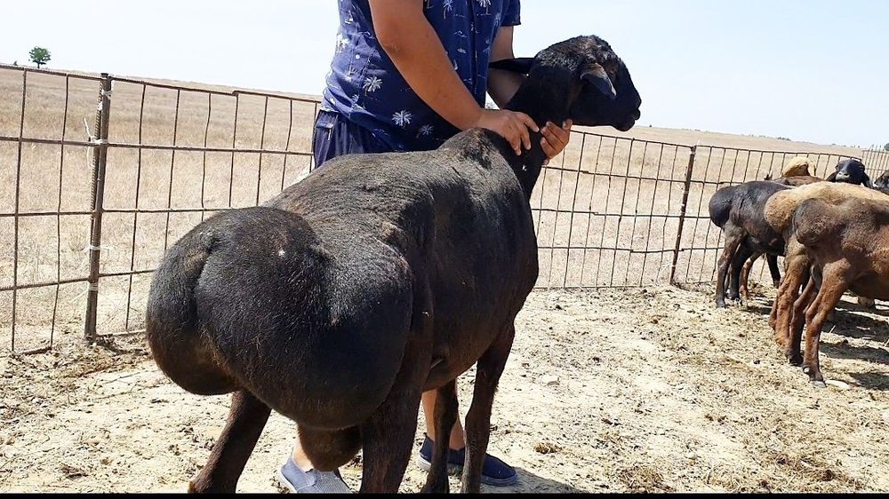 Qoylar sotiladi qurbonlikka